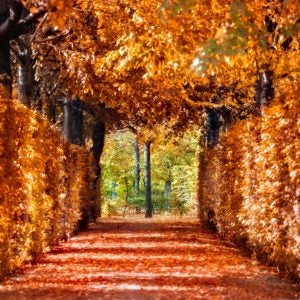 Path with orange leaves