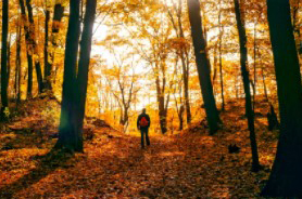 image of person walking in woods